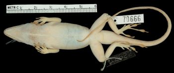 Media type: image;   Herpetology R-70666 Aspect: ventral
